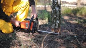 How Our Tree Care Process Works  in  Azusa, CA