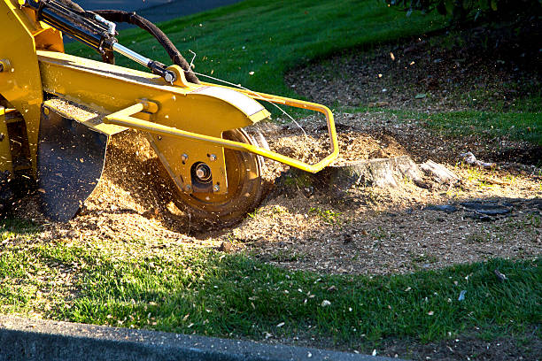 Best Storm Damage Tree Cleanup  in Azusa, CA