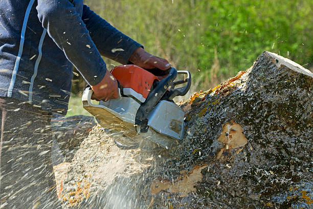 Best Lawn Irrigation Installation and Maintenance  in Azusa, CA