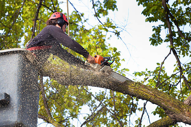 Best Tree Trimming and Pruning  in Azusa, CA